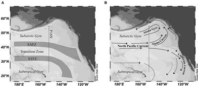 Evidence of Deep DOC Enrichment via Particle Export Beneath Subarctic and Northern Subtropical Fronts in the North Pacific